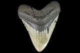 Giant, Fossil Megalodon Tooth - North Carolina #124558-1